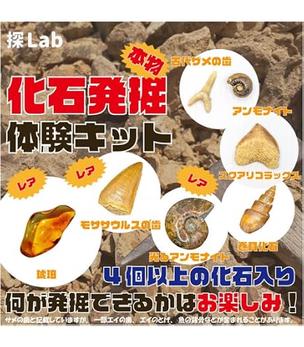 Amazon | 触れる図鑑コレクション 化石発掘体験/本物の化石が入った